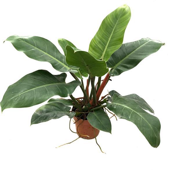 Philodendron 'Imperial Green' - Image 1