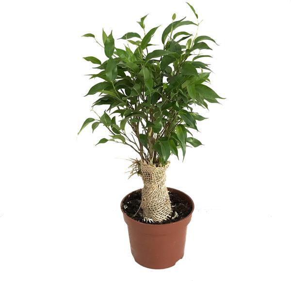 Ficus Benjamina 'Natasja' (Kağuçuk Çiçeği) - Image 1