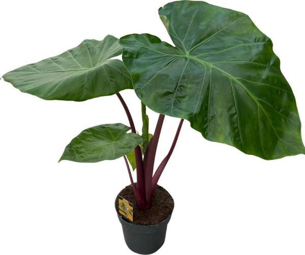 Alocasia 'Imperial Red' (Fil Kulağı) - Image 1