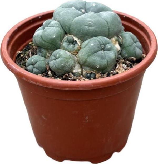 Lophophora Williamsi (Kaktüs) - Image 1