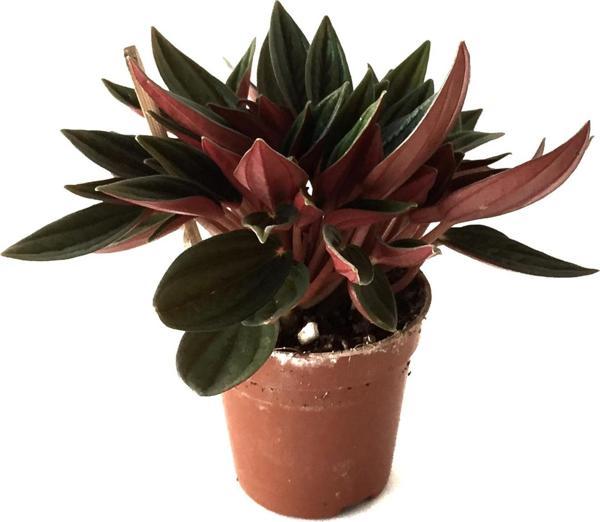 Peperomia Caperata (Zümrüt Dalgası Çiçeği) - Image 1