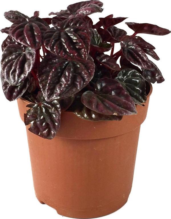 Peperomia 'Schumi Red' (Zümrüt Dalgası Çiçeği) - Image 1