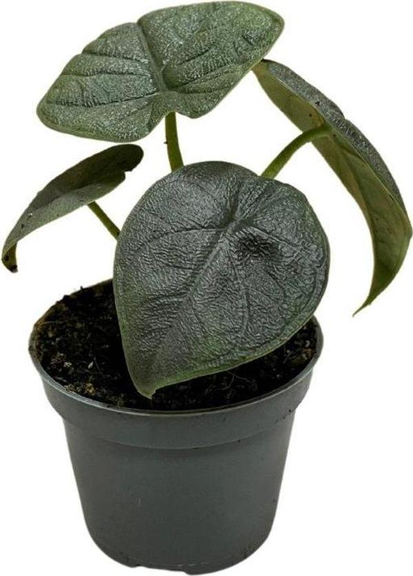 Alocasia Melo (Fil Kulağı) - Image 1
