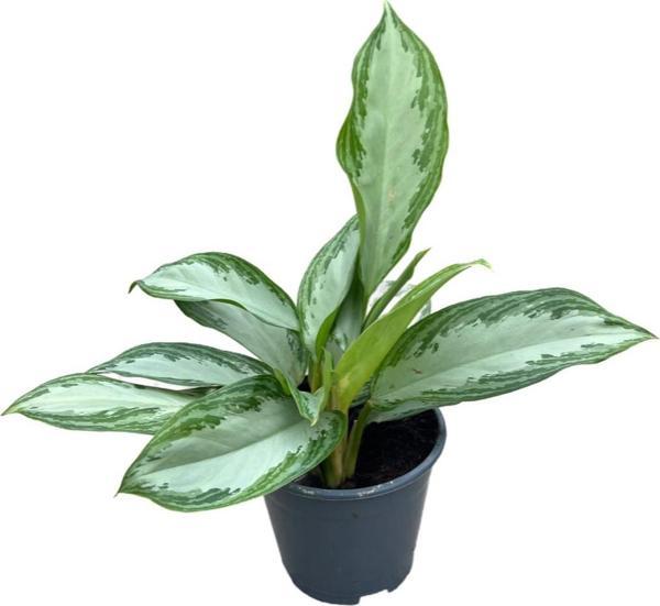 Aglaonema ‘Silver Bay’ (Çin Herdemyeşili) - Image 1