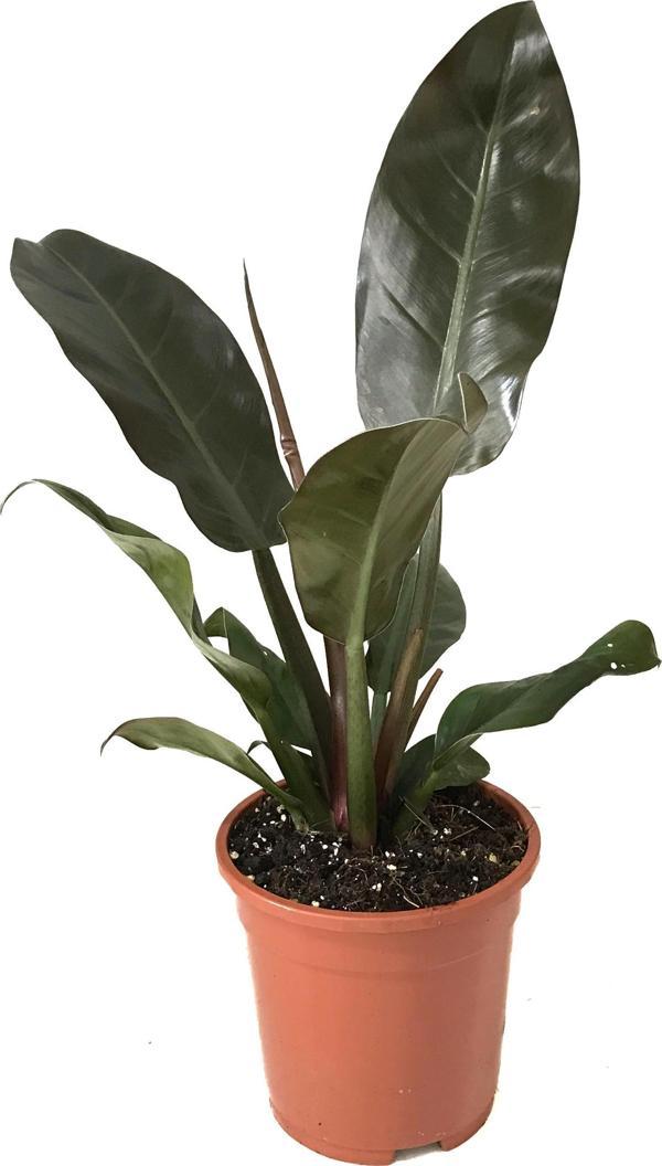 Philodendron Imperial 'Red' - Image 1