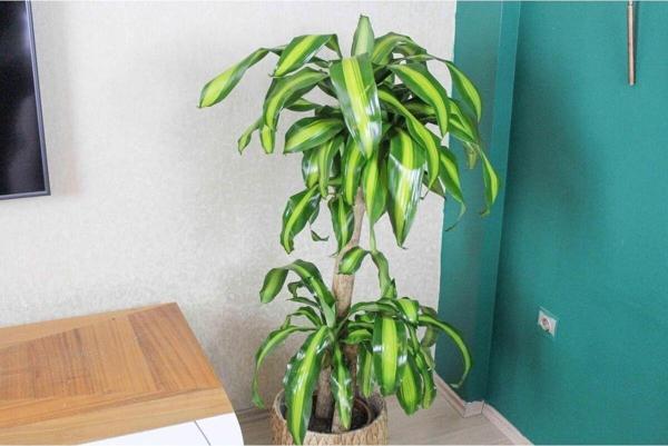 Doğa Garden İki Köklü Kalın Gövdeli Massengena (Yuka-Yucca-Yuca) 150 Cm - Image 1