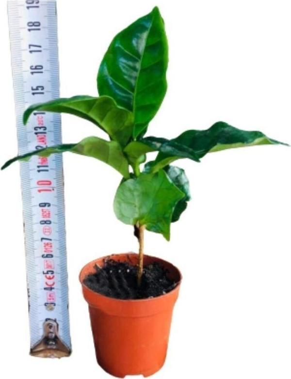 Doğa Garden Kahve Fidanı Kahve Fidesi Kahve Ağacı Coffea Arabica Meyve Veren Cins 1Adet - Image 1