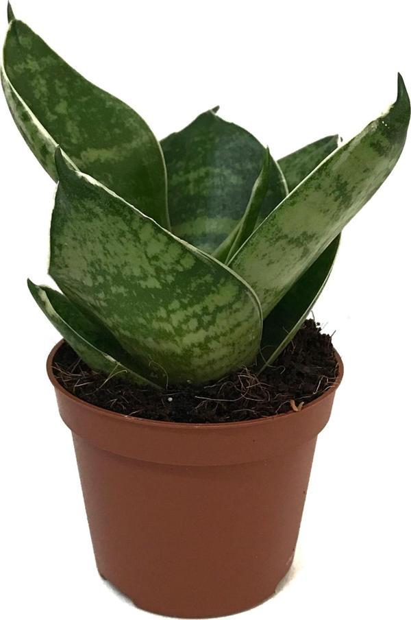 Sansevieria 'Green Hahnii' (Paşa Kılıcı) - Image 1