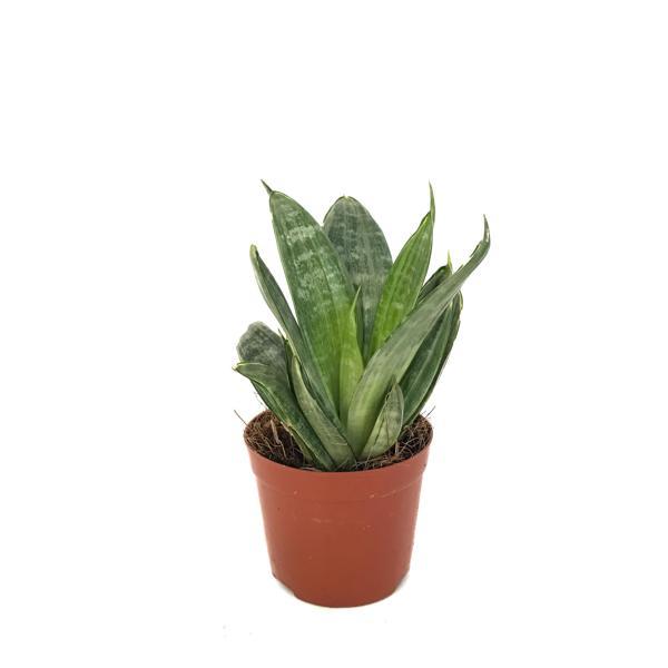 Sansevieria 'Green Hahnii' (Paşa Kılıcı) - Image 1