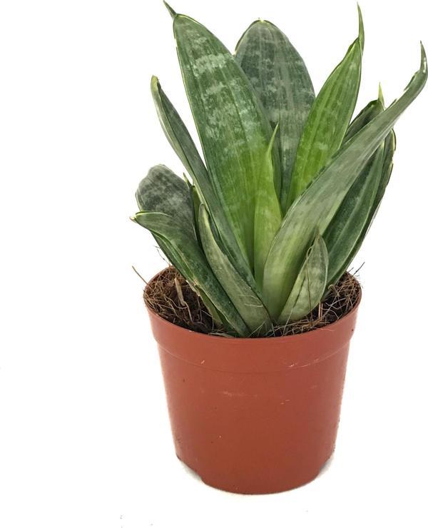 Sansevieria 'Green Hahnii' (Paşa Kılıcı) - Image 1
