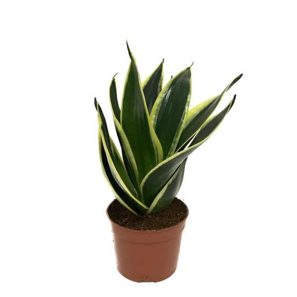 Sansevieria 'Yellow Stripe' (Paşa Kılıcı) - Image 1