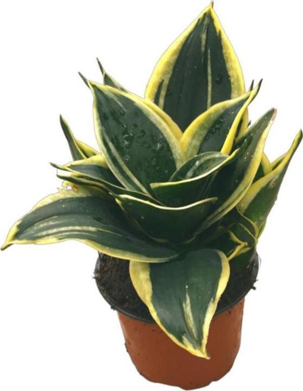 Sansevieria 'Yellow Stripe' (Paşa Kılıcı) - Image 1