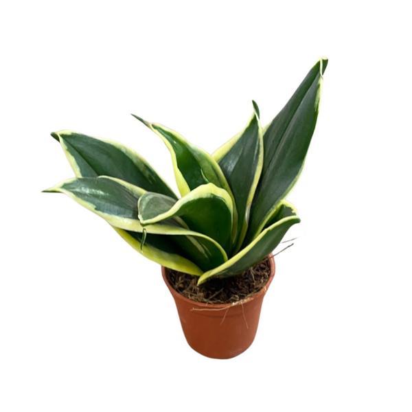 Sansevieria 'Yellow Stripe' (Paşa Kılıcı) - Image 1