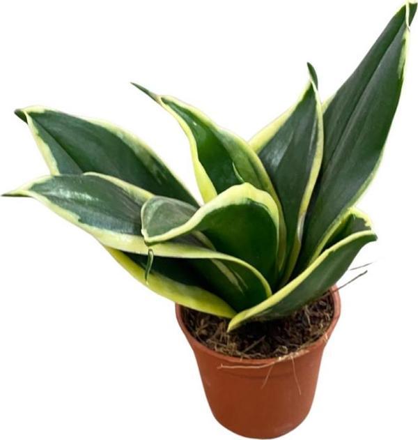 Sansevieria 'Yellow Stripe' (Paşa Kılıcı) - Image 1