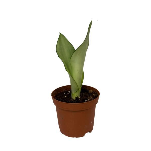 Sansevieria Trifasciata 'Moonshine' (Paşa Kılıcı) Ø5,5 CM H10-15 CM - Image 1