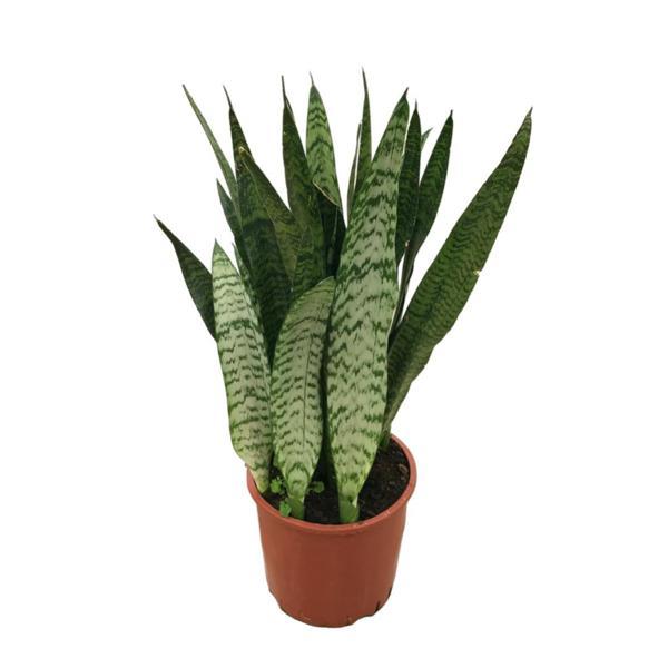 Sansevieria Zeylanica (Paşa Kılıcı) - Image 1