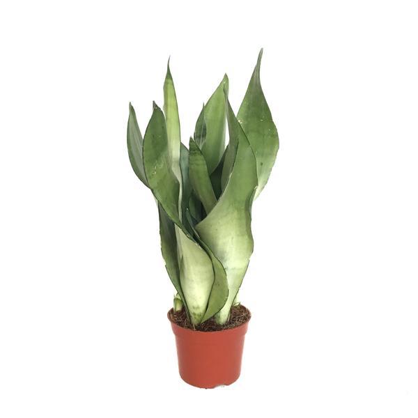 Sansevieria Trifasciata 'Moonshine' (Paşa Kılıcı) - Image 1