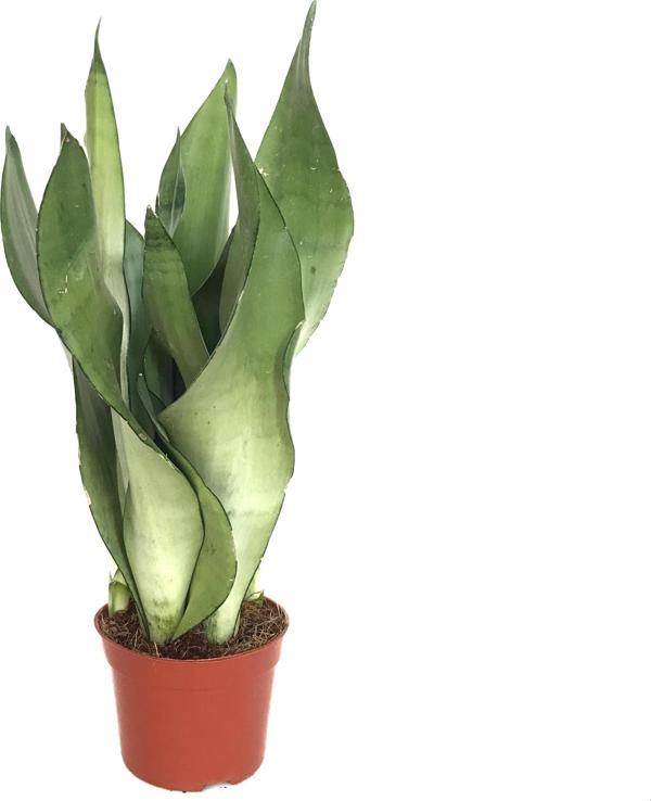 Sansevieria Trifasciata 'Moonshine' (Paşa Kılıcı) - Image 1