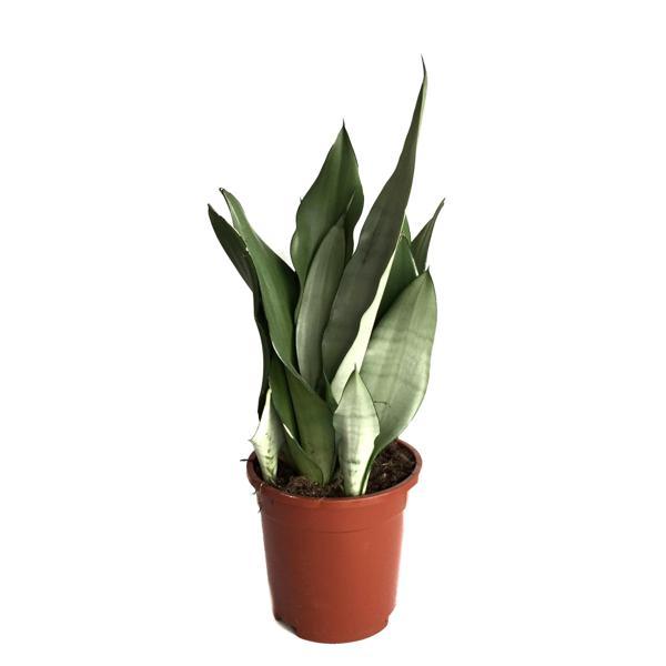 Sansevieria Trifasciata 'Moonshine' (Paşa Kılıcı) - Image 1