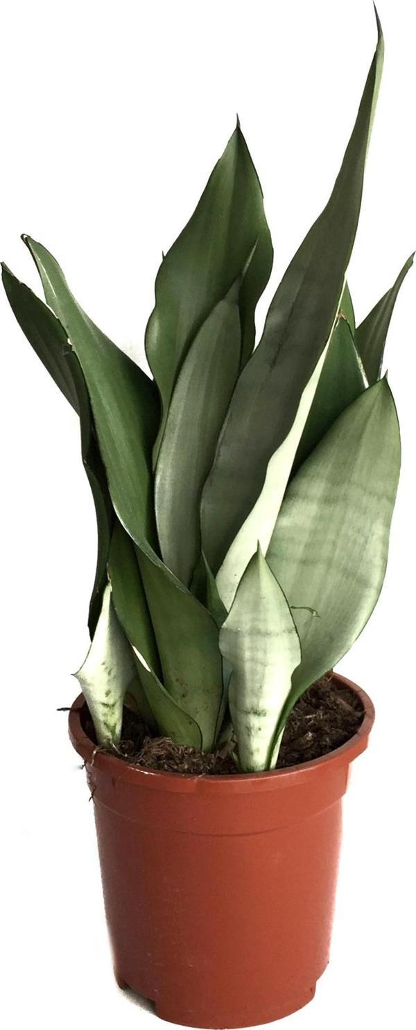 Sansevieria Trifasciata 'Moonshine' (Paşa Kılıcı) - Image 1
