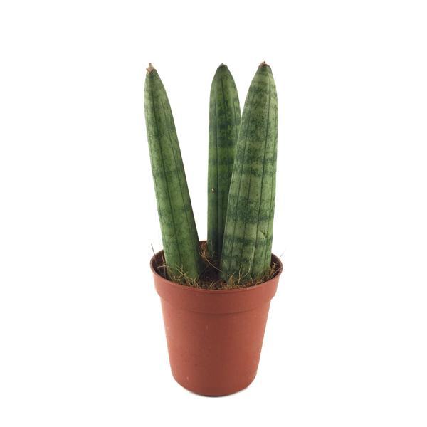 Sansevieria Cylindrica (Paşa Kılıcı) - Image 1