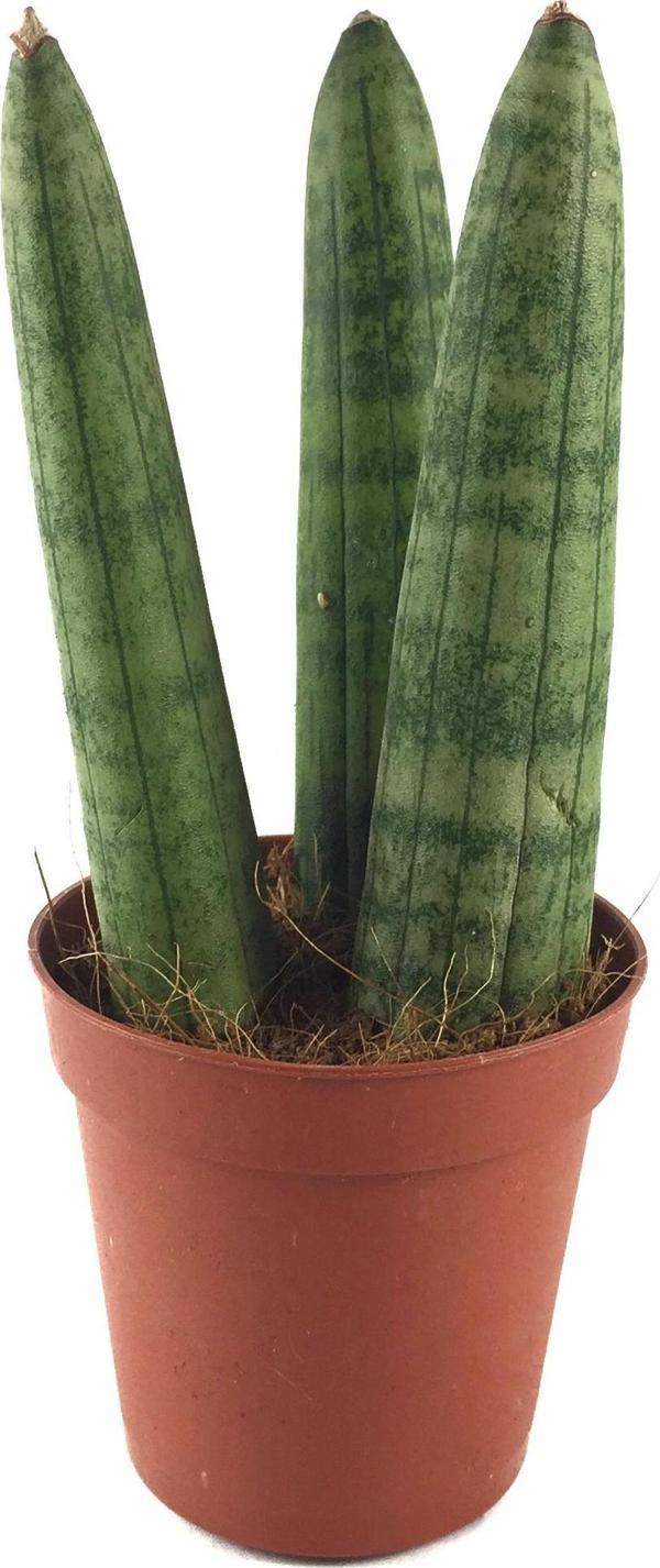 Sansevieria Cylindrica (Paşa Kılıcı) - Image 1