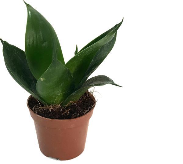 Sansevieria Jade (Paşa Kılıcı) - Image 1