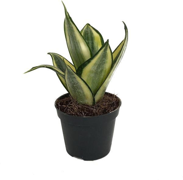 Sansevieria ‘Golden Hahnii’ (Paşa Kılıcı) - Image 1