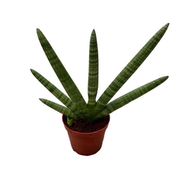 Sansevieria Cylindrica 'Skyline' (Paşa Kılıcı) - Image 1