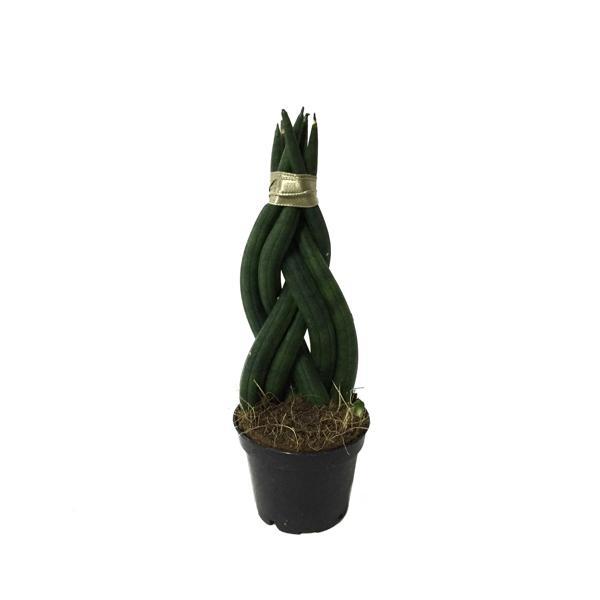 Sansevieria Gevlochten (Paşa Kılıcı) - Image 1