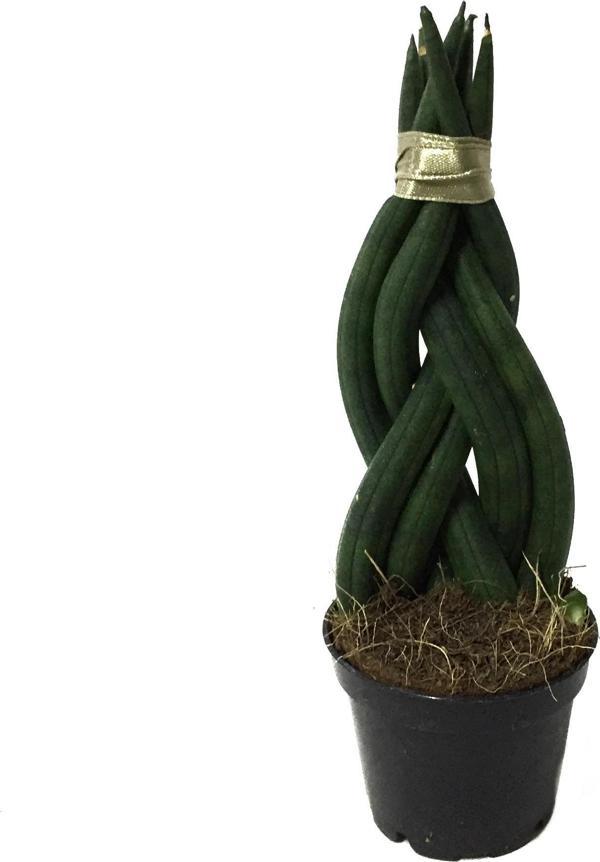 Sansevieria Gevlochten (Paşa Kılıcı) - Image 1