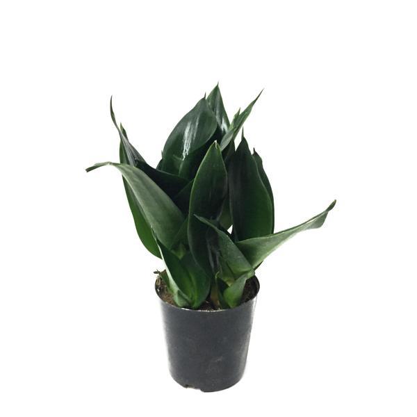 Sansevieria Jade (Paşa Kılıcı) - Image 1