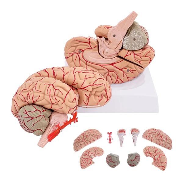 Parçalı Beyin Maketi Model 52 - Image 1