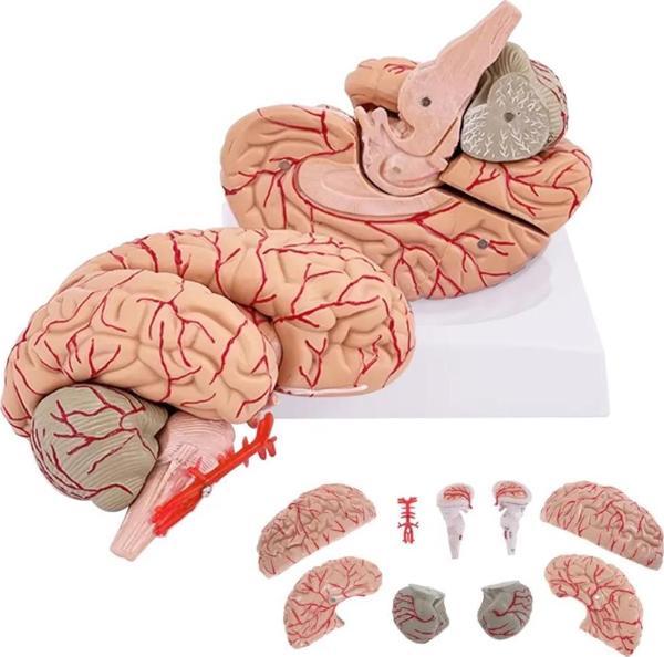 Parçalı Beyin Maketi Model 52 - Image 1