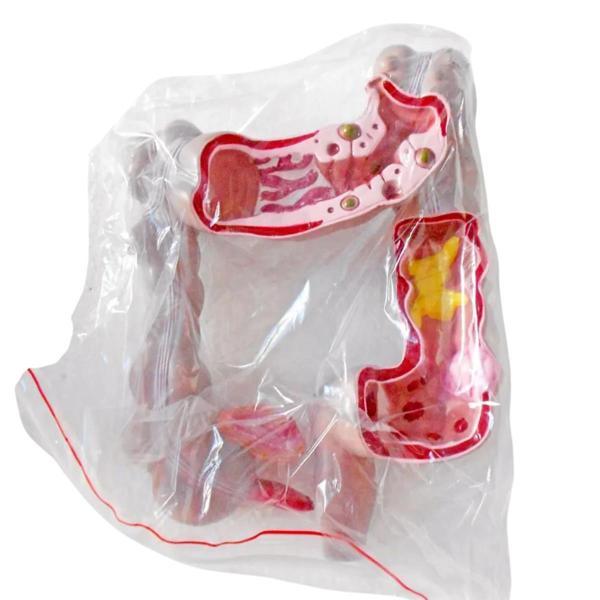Kalınbağırsak Maketi Model 54 - Image 1
