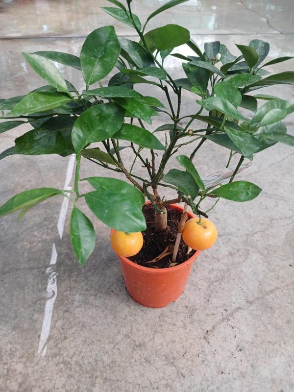 25-30 cm. Boyunda Hoş Kokulu ve Aromatik Bonsai Mandalinası Fidanı- Saksıda - Image 1