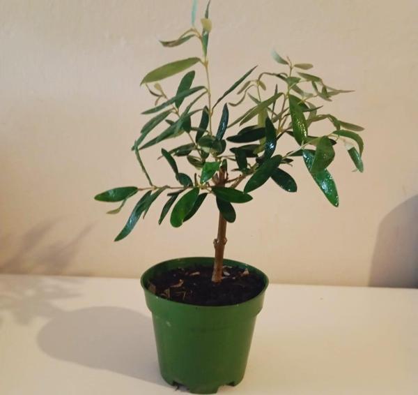 25 cm. Barışın Simgesi Edremit Zeytin Ağacı Fidanı-Saksıda- Bol Verimli - Image 1