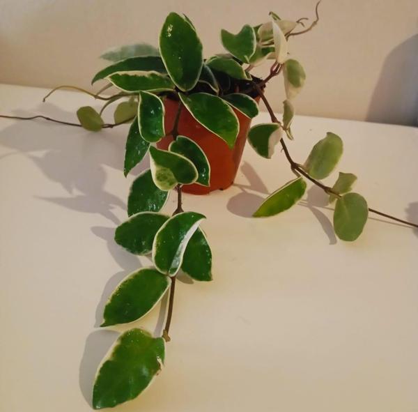 Sürpriz Mum Hoya Çiçeği Pembe veya Kırmızı Çiçek Açar- Saksıda- Renk Değişimiyle Evinize Renk Katın - Image 1