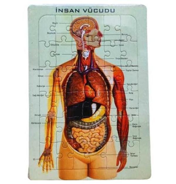 İnsan Vücudu Puzzle-İskelet 25X35 - 3 adet - Image 1