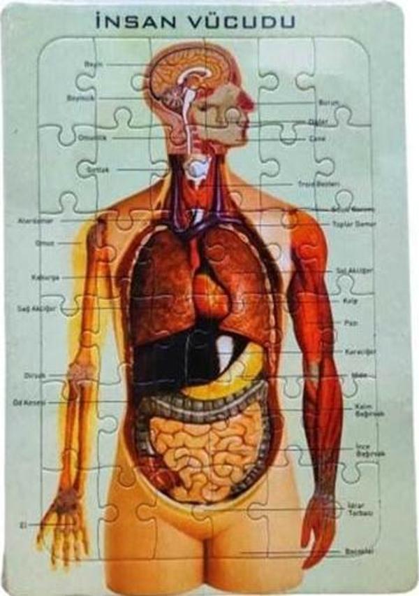 İnsan Vücudu Puzzle-İskelet 25X35 - 3 adet - Image 1