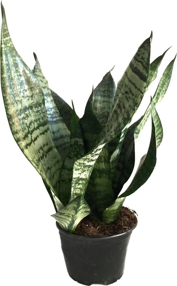 Sansevieria Zeylanica (Paşa Kılıcı) - Image 1