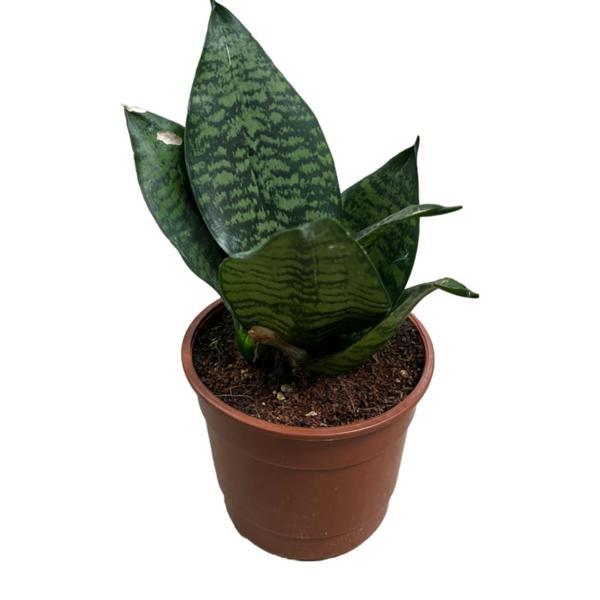 Sansevieria Zeylanica (Paşa Kılıcı) - Image 1