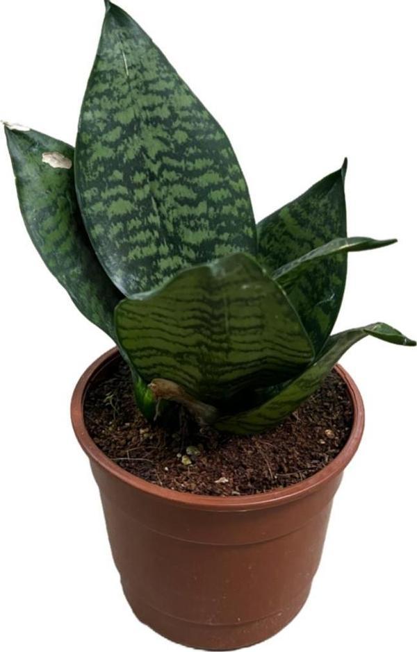 Sansevieria Zeylanica (Paşa Kılıcı) - Image 1