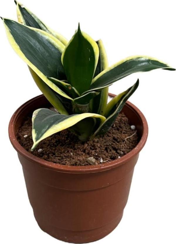 Sansevieria 'Yellow Stripe' (Paşa Kılıcı) - Image 1
