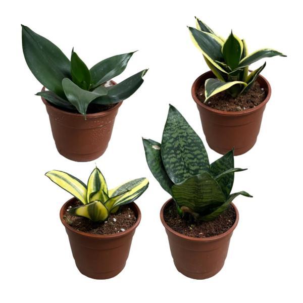 Sansevieria (4'lü Set) - Image 1