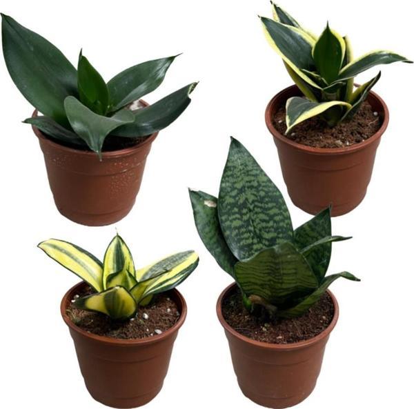 Sansevieria (4'lü Set) - Image 1