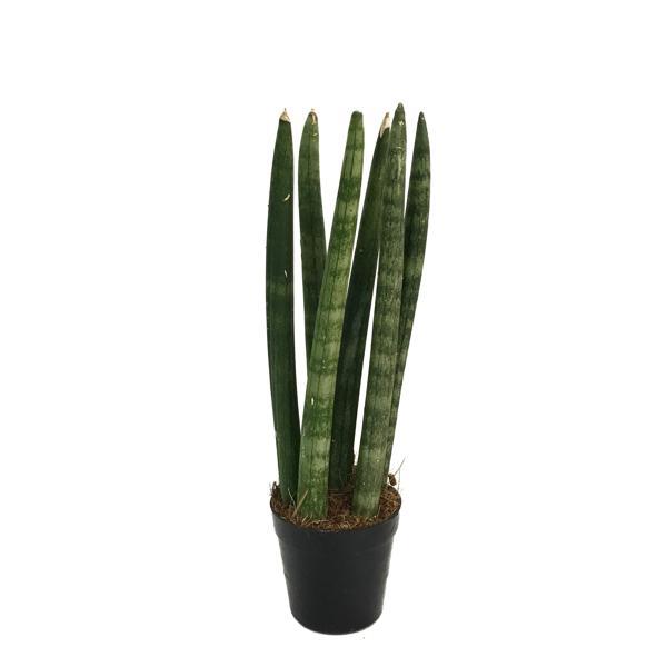 Sansevieria Cylindrica (Paşa Kılıcı) - Image 1