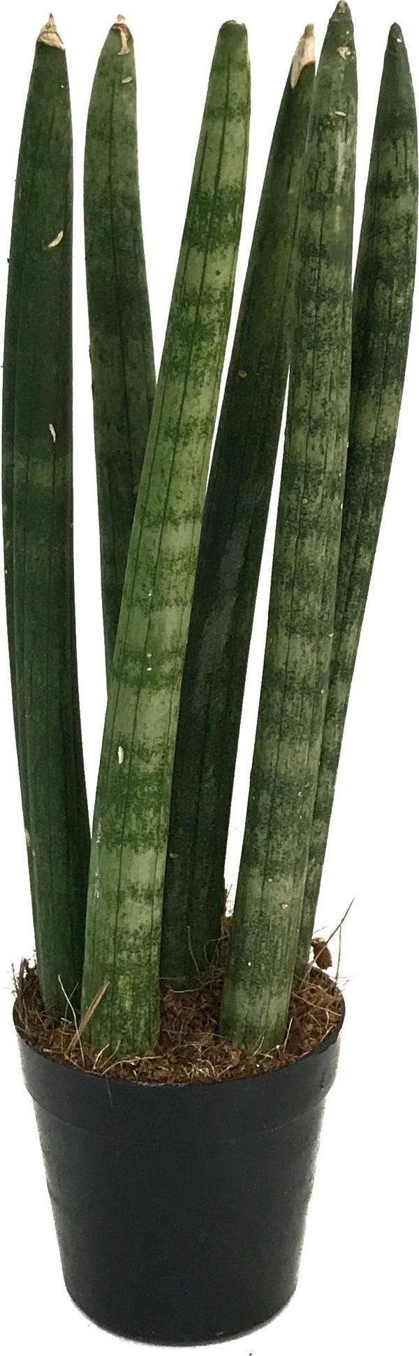 Sansevieria Cylindrica (Paşa Kılıcı) - Image 1
