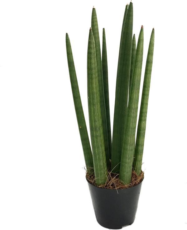 Sansevieria Cylindrica (Paşa Kılıcı) - Image 1