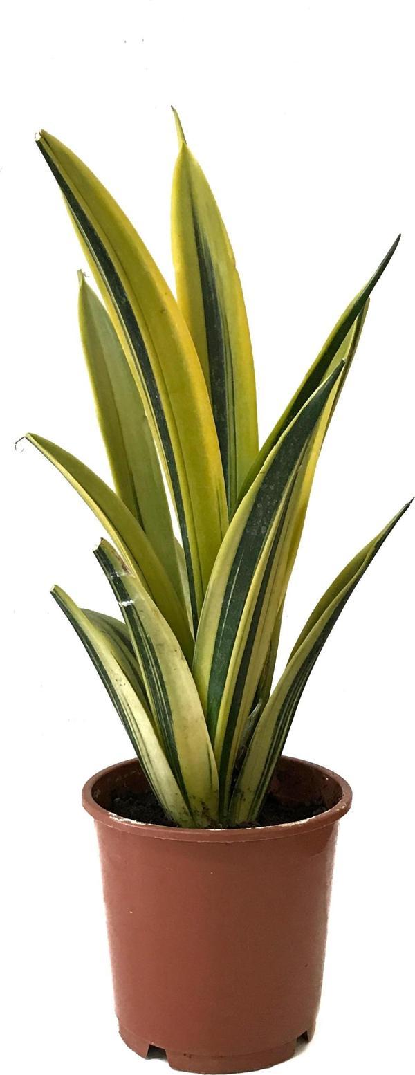 Sansevieria Trifasciata 'Gold Flame' (Paşa Kılıcı) - Image 1